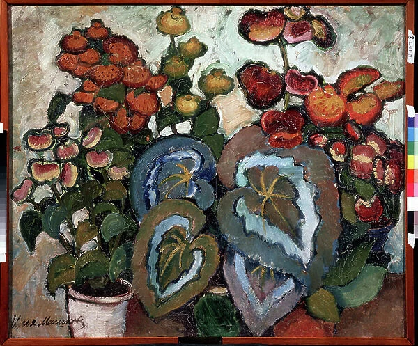Begonias. Peinture de Ilya Ivanovich Mashkov (Ilia Machkov, Matchkov) (1881-1944), huile sur toile, 1911. Art russe, nature morte 20e siecle. State Museum of History and Art, Serpoukhov (Russie)
