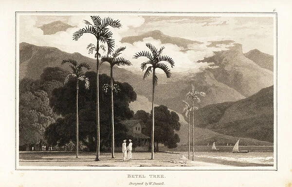 Betel nut palm trees growing on a Pacific ocean coast. 1807 (aquatint)