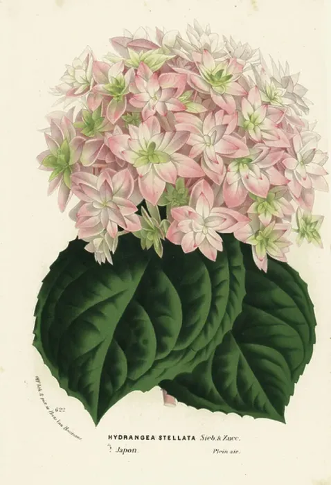 Framed Print : Big-leaf hydrangea, Hydrangea macrophylla (Hydrangea stellata). Handcoloured lithograph from Louis van Houtte and Charles Lemaire's Flowers of the Gardens and Hothouses of Europe, Flore des Serres et des Jardins de l'Europe, Ghent, Belgium, 1870 Framed Print : Big-leaf hydrangea, Hydrangea macrophylla (Hydrangea stellata). Handcoloured lithograph from Louis van Houtte and Charles Lemaire's Flowers of the Gardens and Hothouses of Europe, Flore des Serres et des Jardins de l'Europe, Ghent, Belgium, 1870