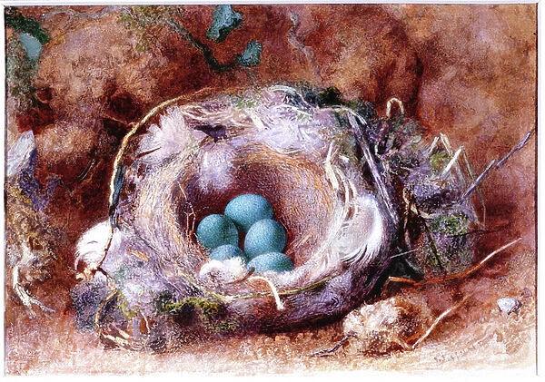 Birds Nest, about 1825-1850 (Watercolour and gouache)
