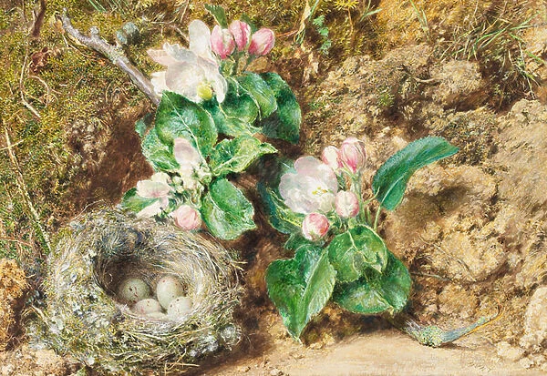 Birds nest and apple blossom (w  /  c on card)