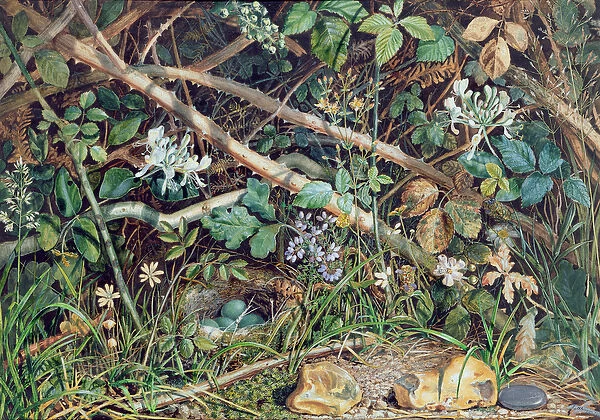 A Birds Nest among Brambles, Honeysuckle and Undergrowth, 1858 (w  /  c)