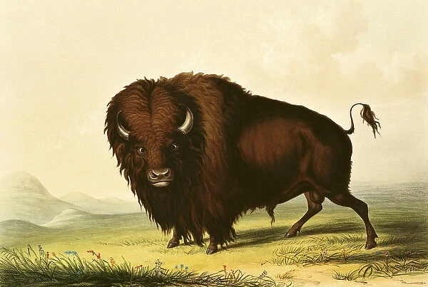A Bison, c. 1832 (coloured engraving)