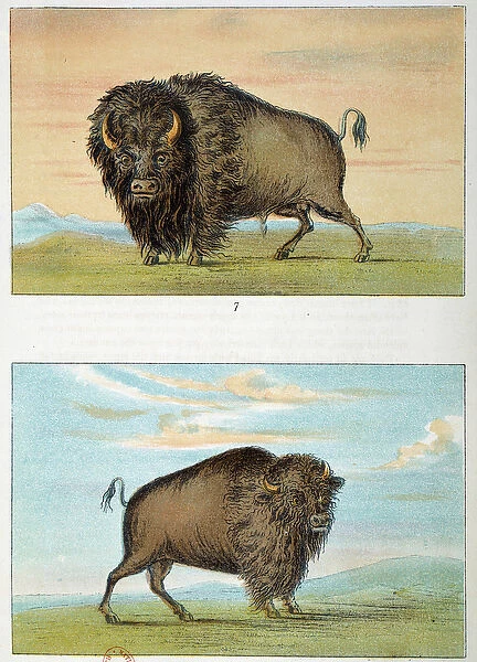 Bison, male and female, United States. Illustration by George Catlin (1794-1872)