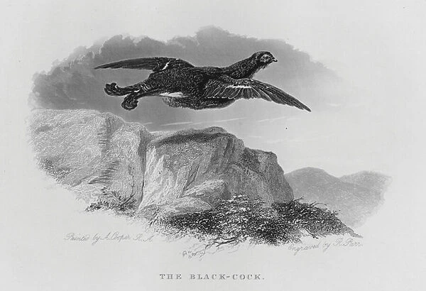 The Black-Cock (engraving)
