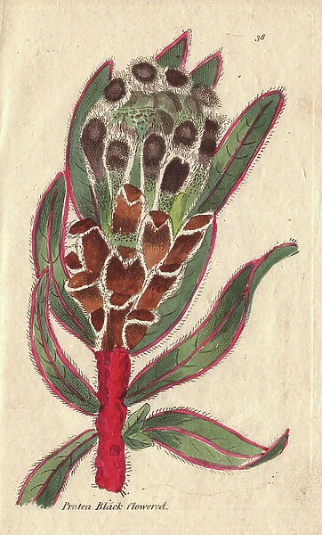 Black-flowered protea, Protea lepidocarpon