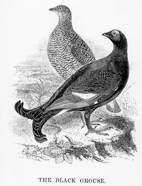 The Black Grouse, illustration from A History of British Birds by William Yarrell