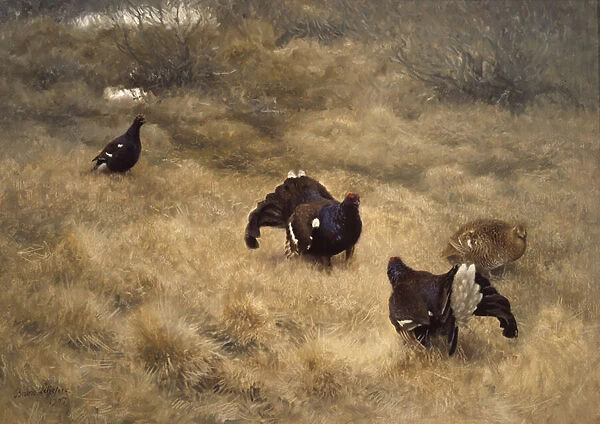 Black grouse mating game in the moss, 1907 (oil on canvas)