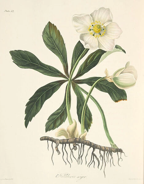 Black Hellebore or Christmas Rose, from Floral Illustrations of the Seasons, pub
