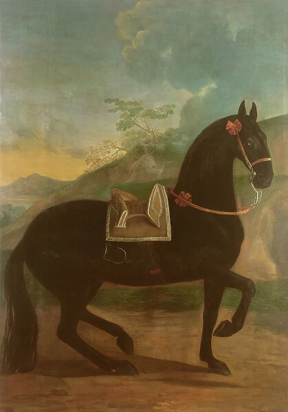 A Black Horse sporting a Spanish Saddle