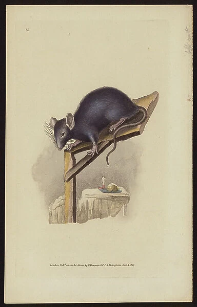 Black rat (coloured engraving)