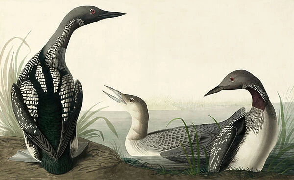 Black-throated Diver, Colymbus Arcticus, from 'The Birds of America'by John J