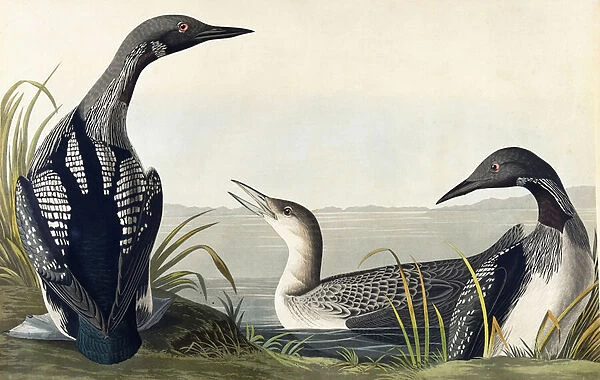 Black-throated Diver (Colymbus Arcticus), also known as Arctic Loon (Gavia Arctica)