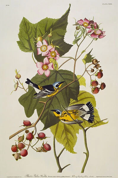 Black And Yellow Warbler. Magnolia Warbler (Dendroica Magnolia) plate CXXIII from