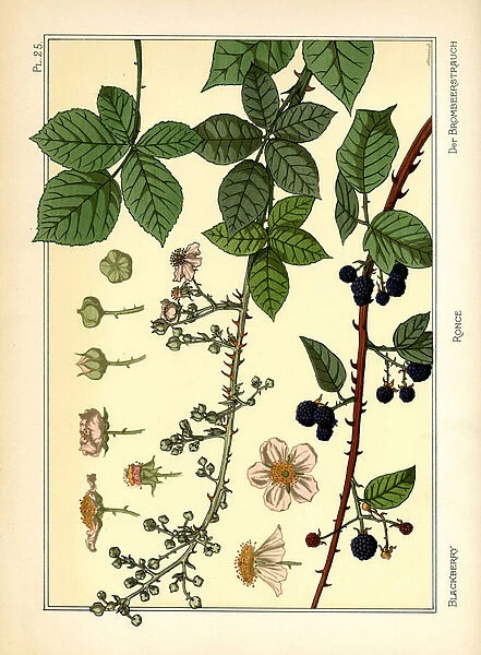 The Blackberry Bush (colour litho)
