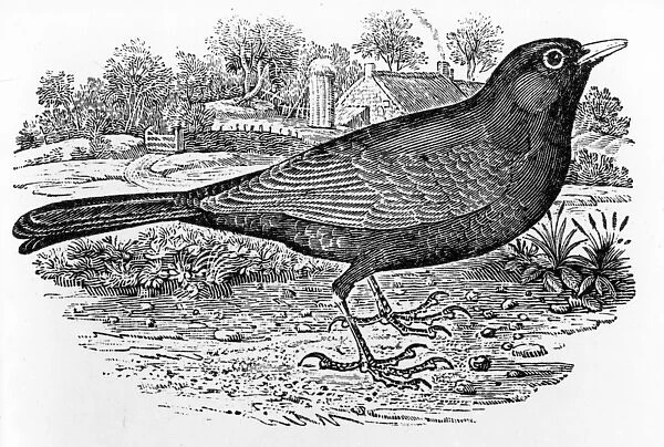 The Blackbird, illustration from A History of British Birds by Thomas Bewick
