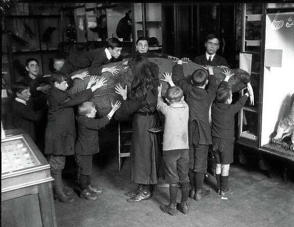 Blind children touching a walrus at Sunderland Museum, c. 1913 (b / w photo)