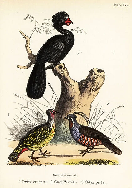 Blood pheasant, wattled curassow and mountain quail. 1855 (lithograph)