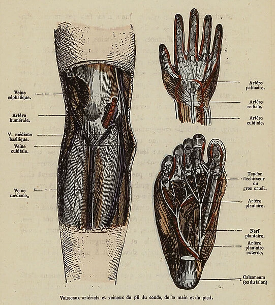 Blood vessels of the elbow, hand and foot (coloured engraving)
