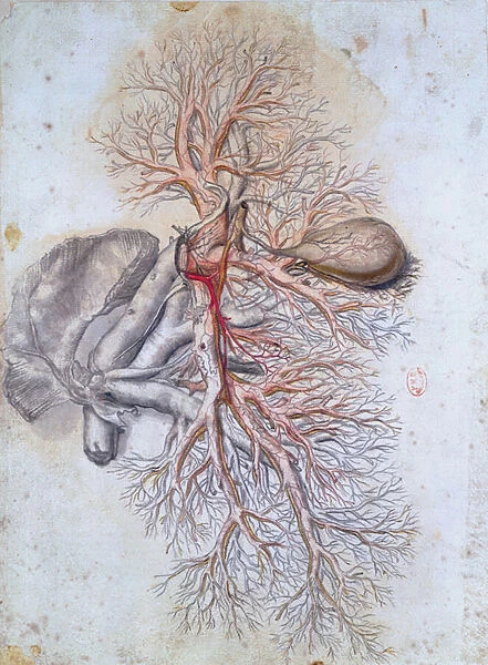 Blood vessels of the liver and the gall bladder, from Anatomia Humani Corporis