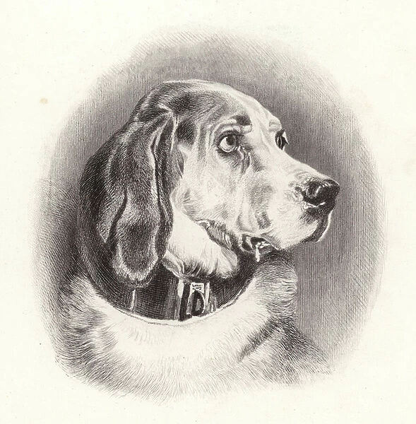The Bloodhound (engraving)