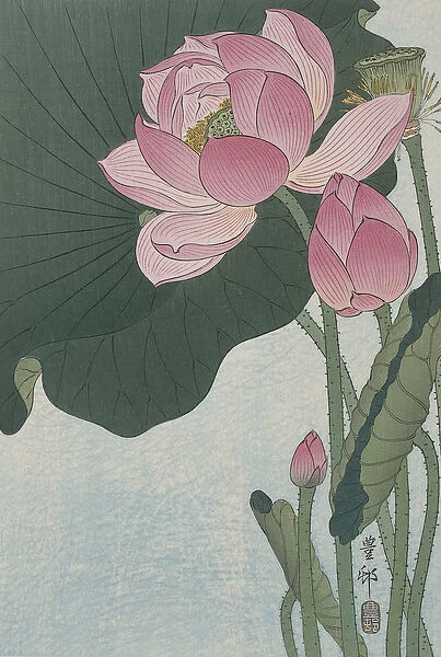 Blooming lotus flowers, 1920-30 (colour woodcut)