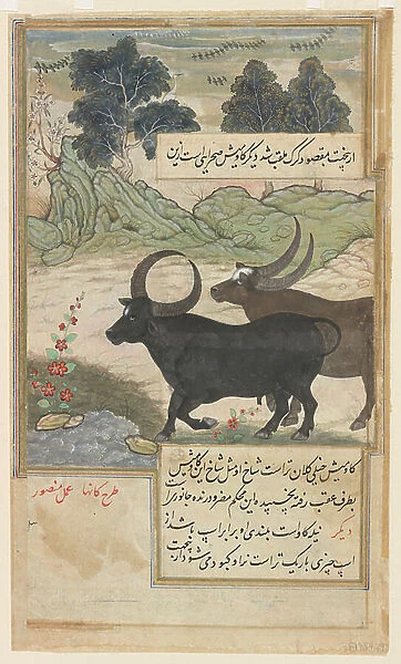 Two Blue Bulls and Two Hog Deer, from a Baburnama, c.1589 (watercolor, ink, gold on paper)