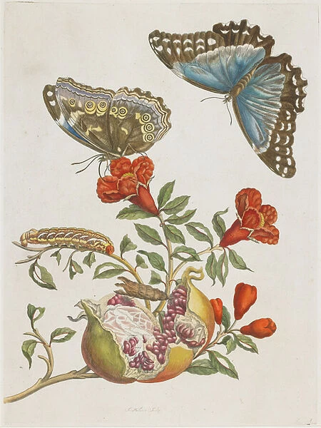 Blue Butterflies and Pomegranate, 1705-1771