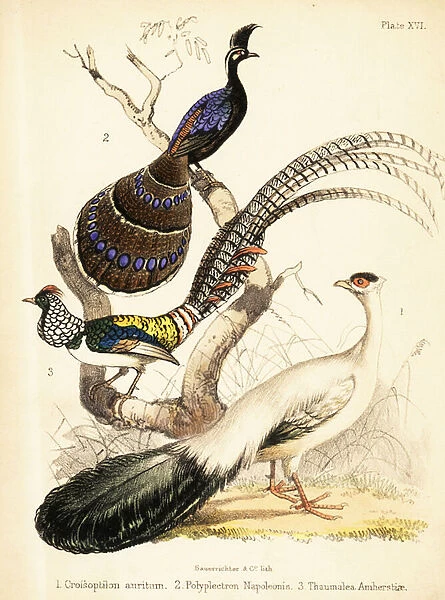 Blue-eared pheasant, Palawan peacock-pheasant and Lady Amhersts 1855 (lithograph)