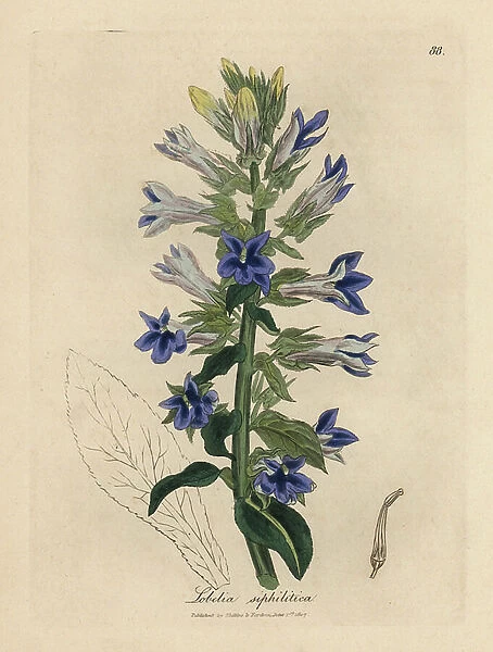 Blue flowered lobelia or cardinal flower, Lobelia siphilitica