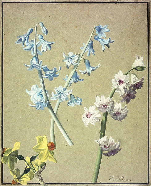 A Blue and a Lavender Hyacinth, and a Yellow Narcissus, c. 1805 (gouache, tan paper)
