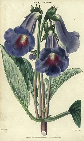 Blue and lilac flowered Gloxinia caulescens