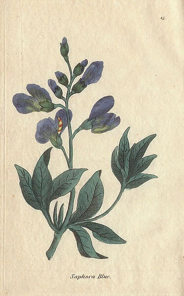 Blue sophora, Sophora australis