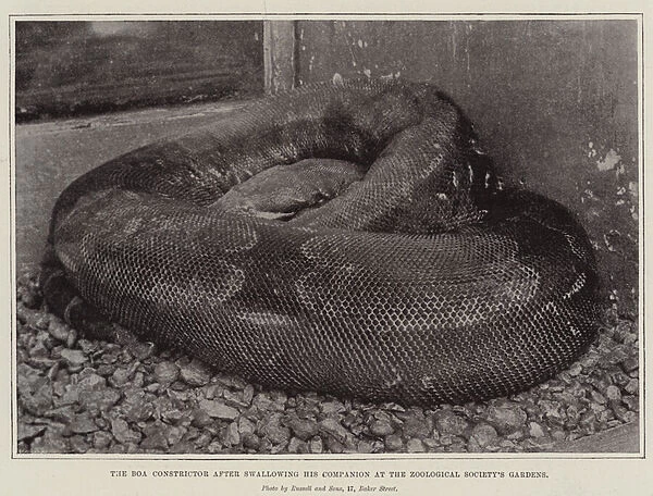 The Boa Constrictor after swallowing his Companion at the Zoological Societys Gardens (b  /  w photo)