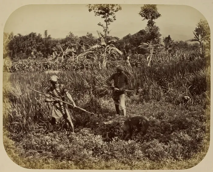 Framed Print : Boar Hunt, Garut, Java, 1870s Framed Print : Boar Hunt, Garut, Java, 1870s