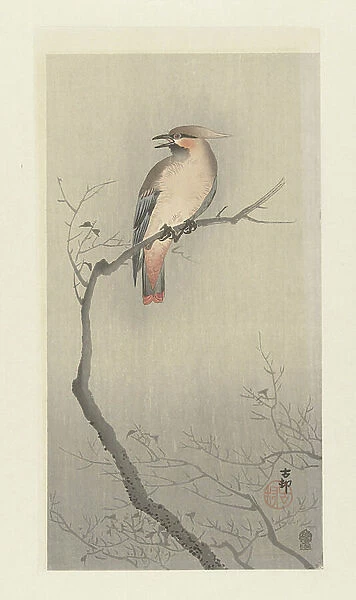Bohemian waxwing on a branch, 1900-10 (colour woodcut)