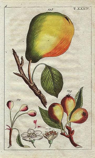 Bon Chretien or William's Good Christian pear, fruit, blossom, leaves, Pyrus communis