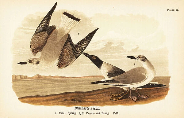 Bonapartes gull, Chroicocephalus philadelphia, male spring 1, female 2 and young 3 in fall plumage