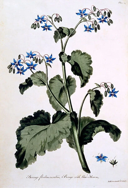 Borage with Blue Flowers, illustration from The British Herbalist