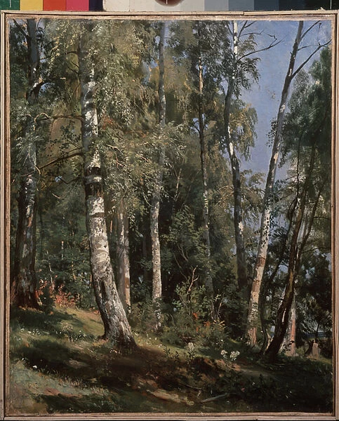 Bosquet de bouleaux (Birch grove) - Peinture de Ivan Ivanovich Shishkin (Chichkine) (1832-1898), huile sur toile, 1896 - Art russe, 19e siecle - State Art Museum, Iaroslavl (Russie)
