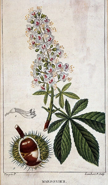 Botanical board - Flowers, leaves and fruit of chestnut tree, 19th century