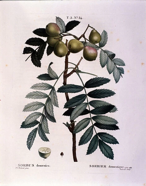 Botanical: branch of cormier (Sorbus domestica) Plate drawn from '
