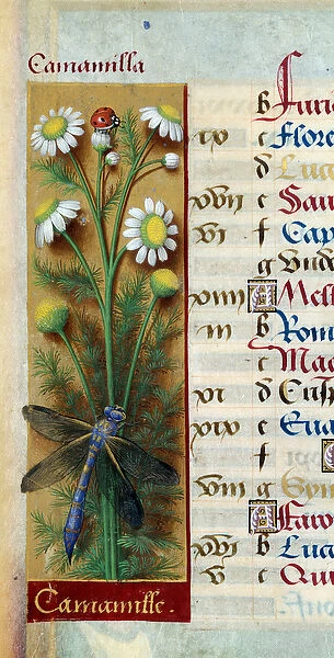 Botanical: chamomile with ladybug and dragonfly. Miniature from '