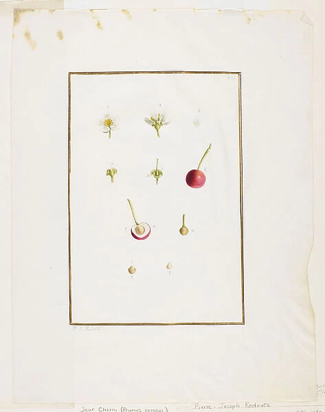Botanical Dissection: Sour Cherry (Prunus cerasus), c. 1778-90 (w  /  c & graphite on paper)