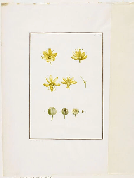Botanical Dissection: Yellow Asphodel (Asphodelus lutea), c