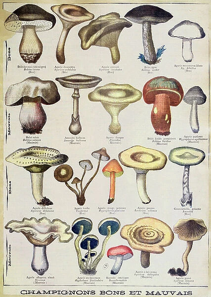 Botanical plate depicting Good and Bad Mushrooms, c. 1900 (colour litho)