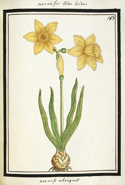 Bouquet Narcissus, c. 1700 (watercolour drawing, framed in black)