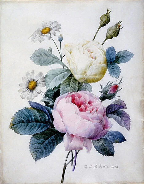 Bouquet of Roses with Daisies, published 1834 (stipple engraving hand coloured)