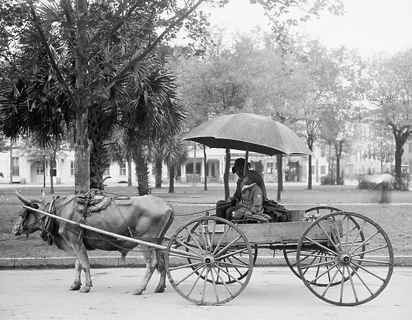 Bovinmobile in Savannah, Georgia, 1900-10 (b  /  w photo)