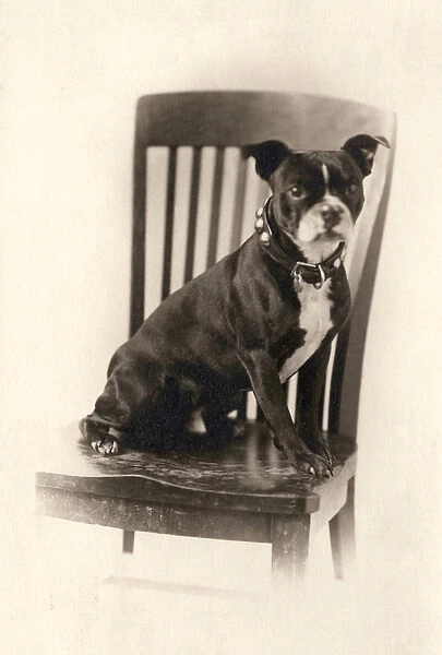 Boxer Sitting on a Chair, c. 1890 (silver print)